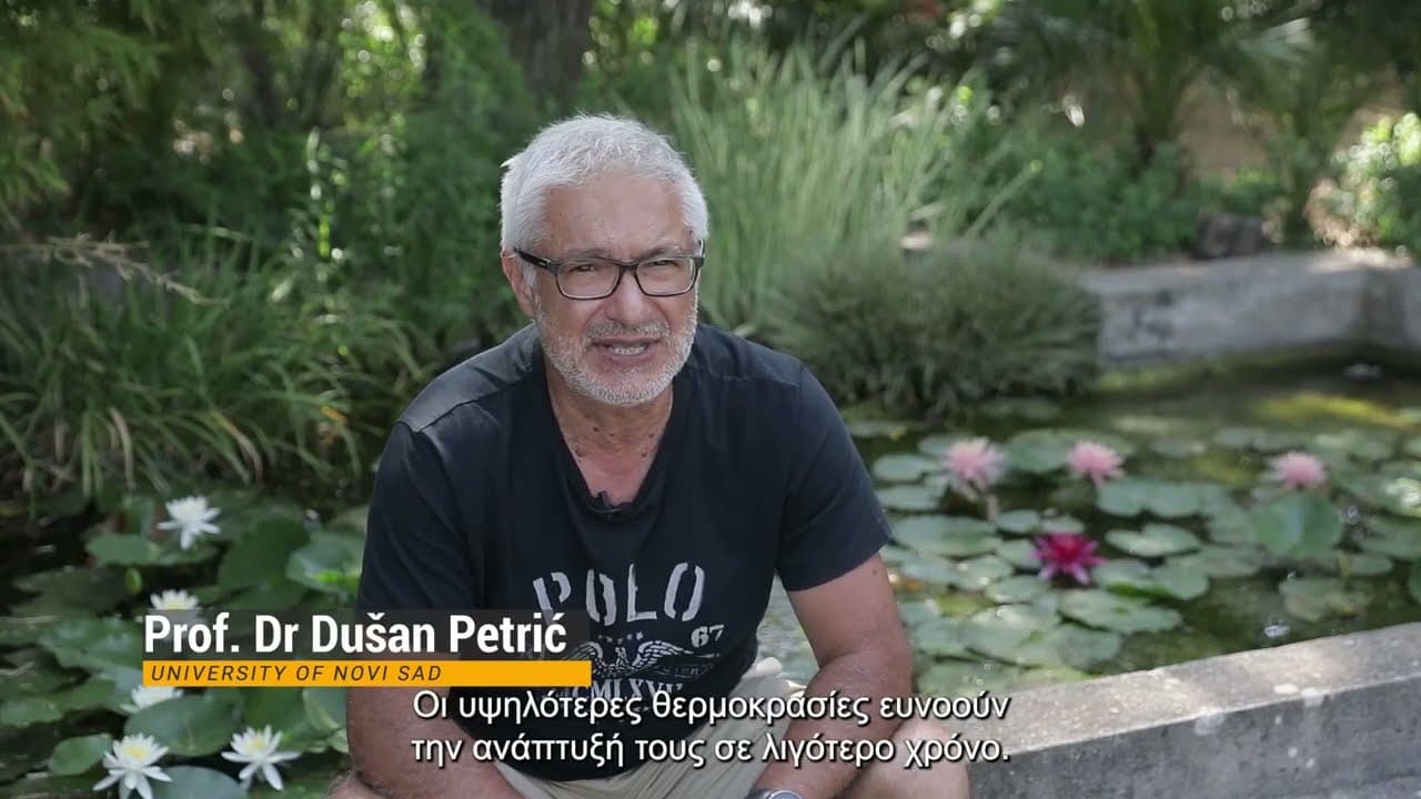 Διαχείριση Εστιών Αναπαραγωγής Χωροκατακτητικών κουνουπιών Aedes